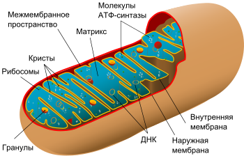 1742470158_animalmitochondriondiagramrusvgpng.png