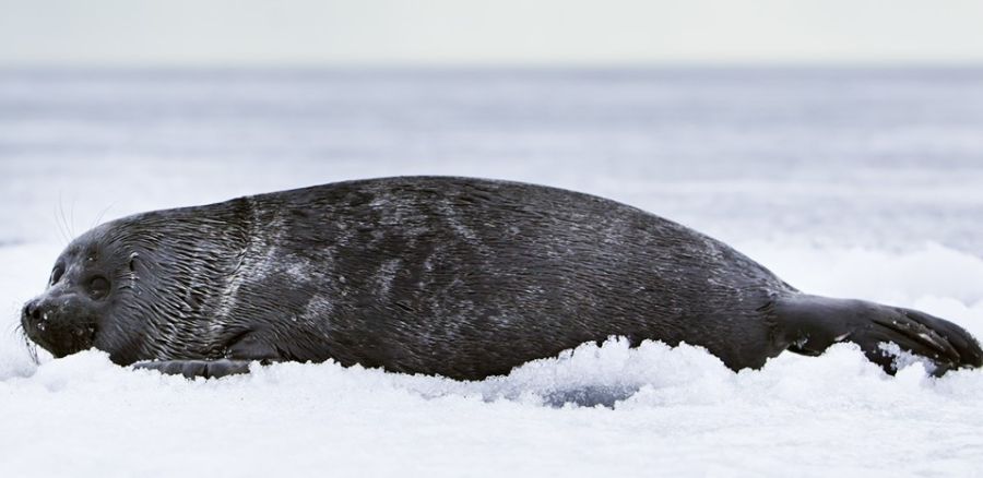 1788649646_baikalseal4747phojpg.jpg