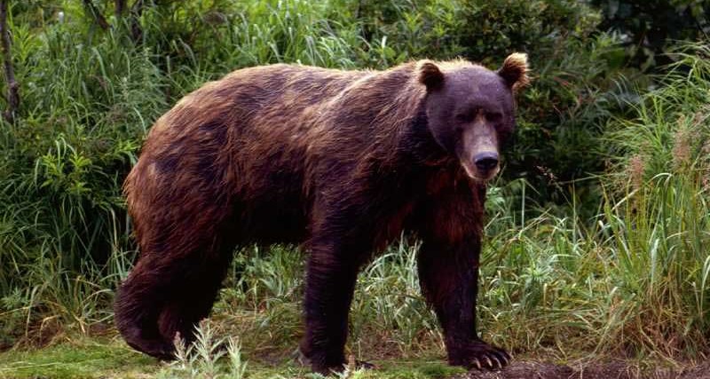 1792421266_brownbearinspringjpg.jpg