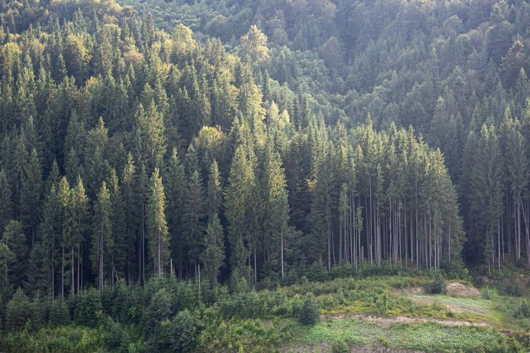 1781004133_pinetreessunnymountainslopewithclearinglightgreeneryjpg.jpg