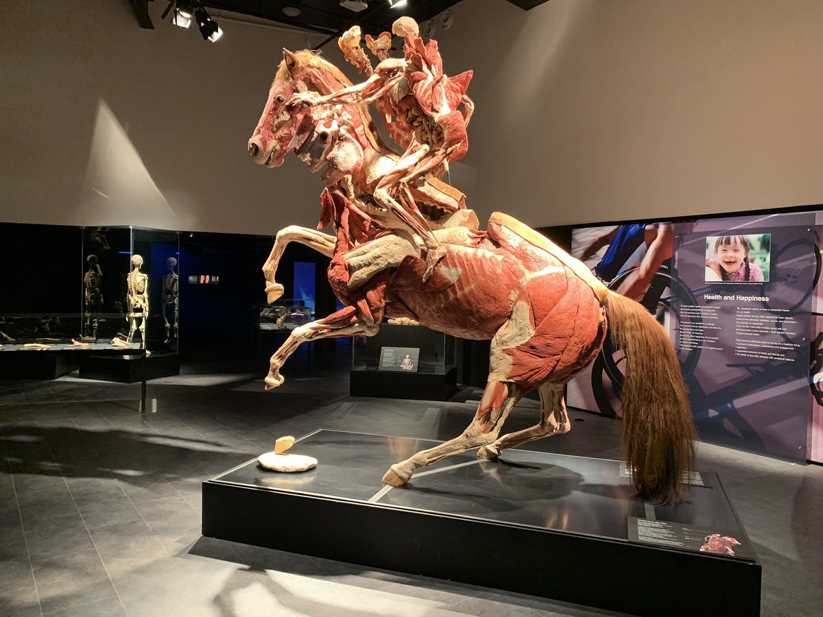музей тела человека в нидерландах