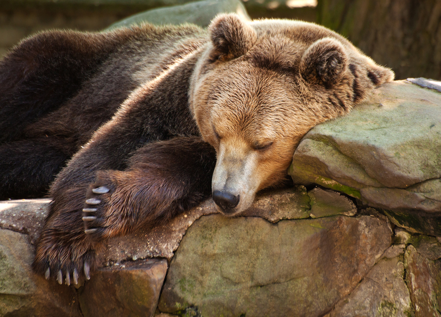 К чему снится медведь бурый большой женщине. Бурый медведь в спячке. Сонный медведь.
