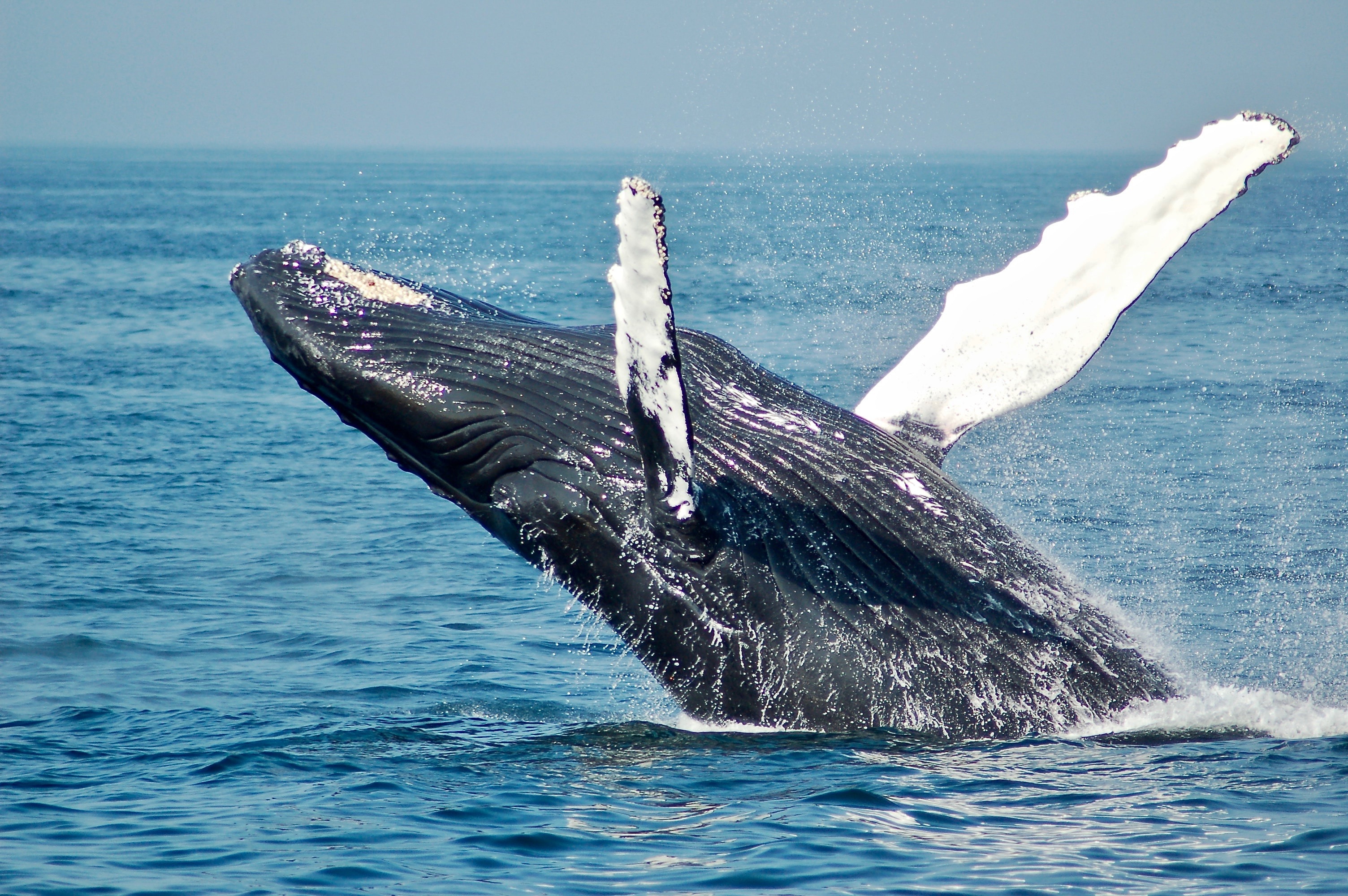 The whale. Горбатый кит. Горбатый кит и синий кит. Горбач синий кит Кашалот. Кит Горбач в Антарктиде.