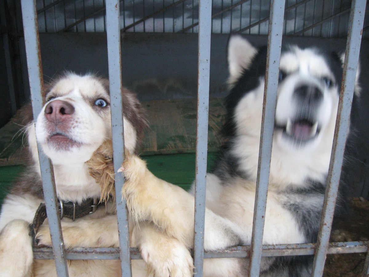 Собачий приют в Челябинске
