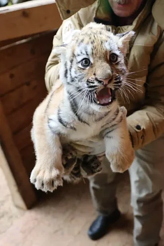 фото Хлюпин,тигрятам 1,5 - 2 месяца