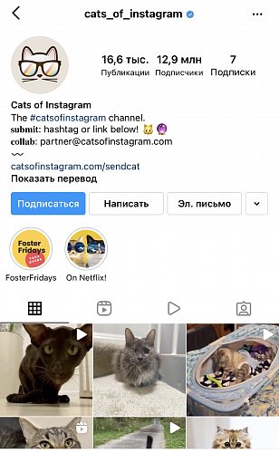https://instagram.com/cats_of_instagram?utm_medium=copy_link