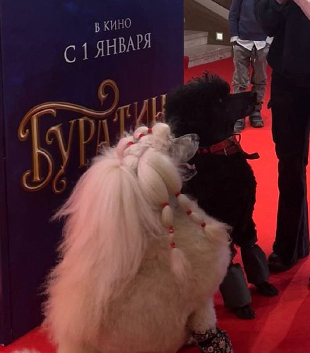 Куценко Елизавета