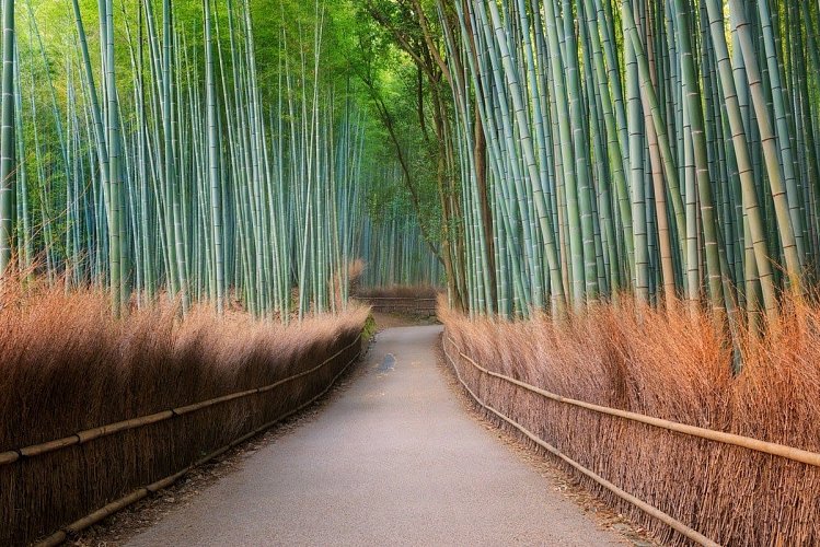 Бамбуковая Роща Арасияма, Япония