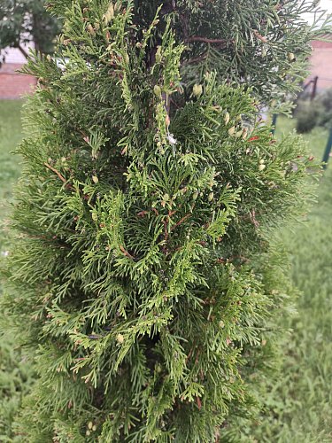 Тестовый снимок на 108Мп